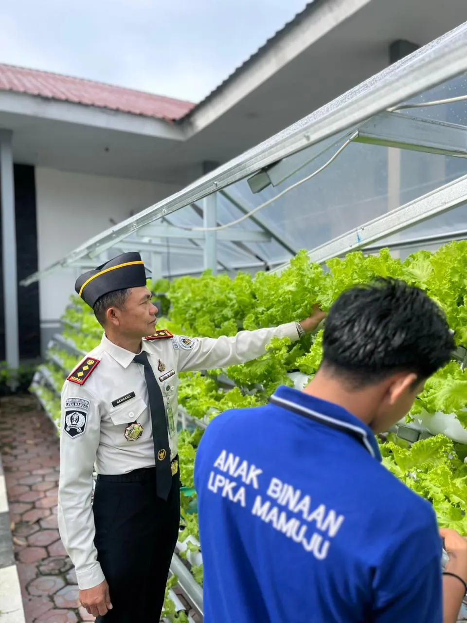 Dari Instalasi Hidroponik ke Meja Konsumsi, LPKA Mamuju Panen Selada