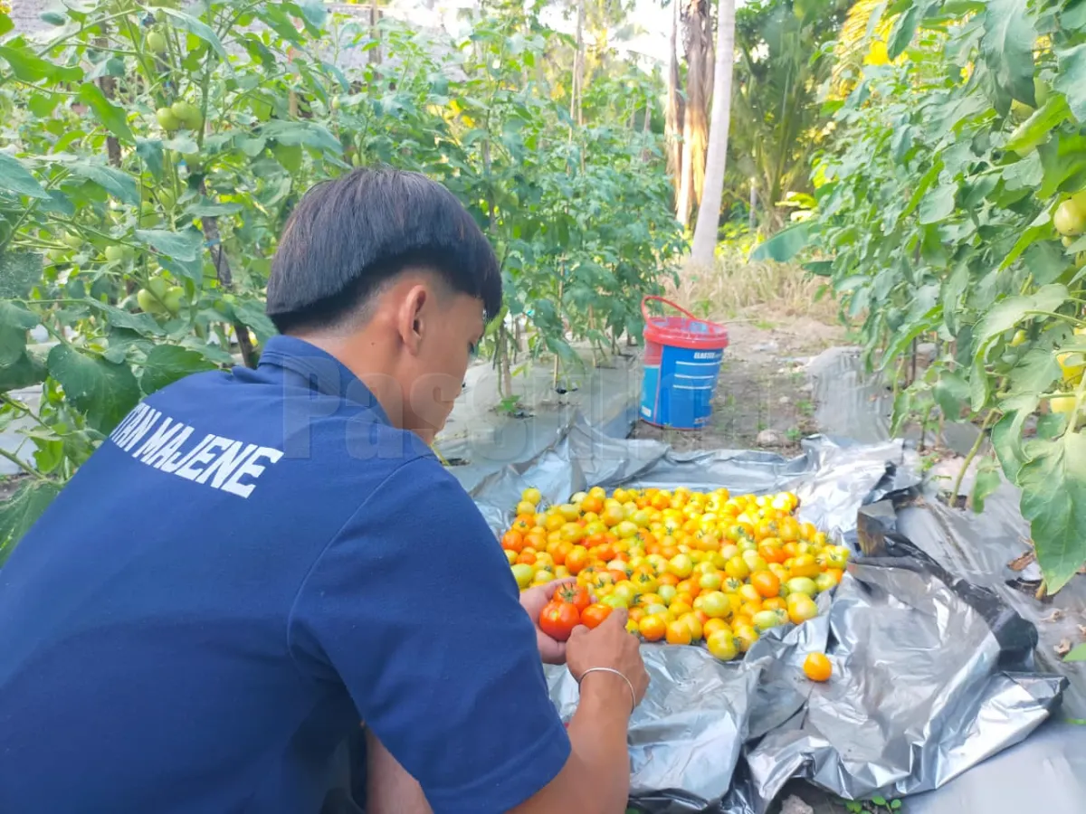 Dukung Ketahanan Pangan, Rutan Majene Panen 18 Kg Tomat Hasil Pembinaan Warga Binaan