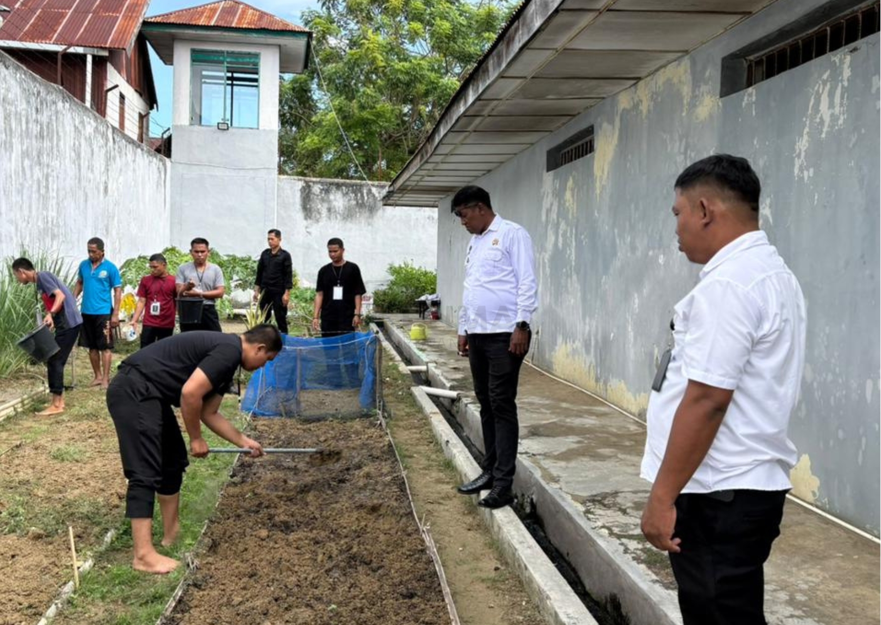 Dukung Ketahanan Pangan, WBP dan Peserta Magang Rutan Kelas IIB Majene Laksanakan Kegiatan Perkebunan.