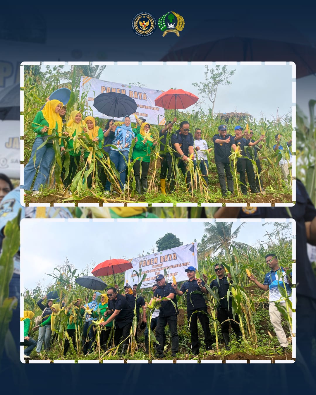 Dukung Pembinaan Kemandirian, Kalapas Perempuan Mamuju Hadiri Panen Jagung SAE Rutan Mamuju