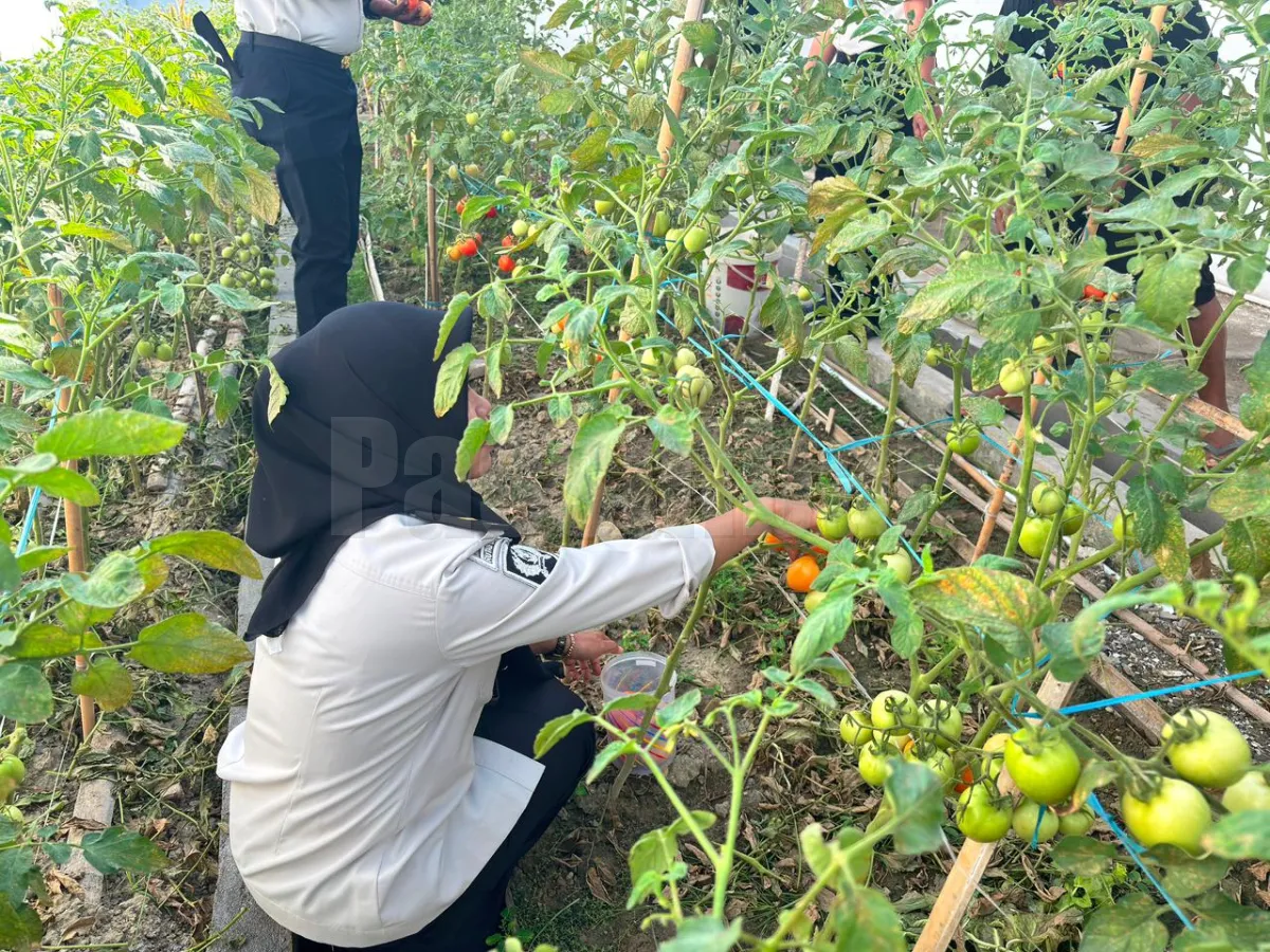 Dukung Program AKSI Kemenimipas, Rutan Majene Panen 30 Kilogram Tomat di Area Branggang