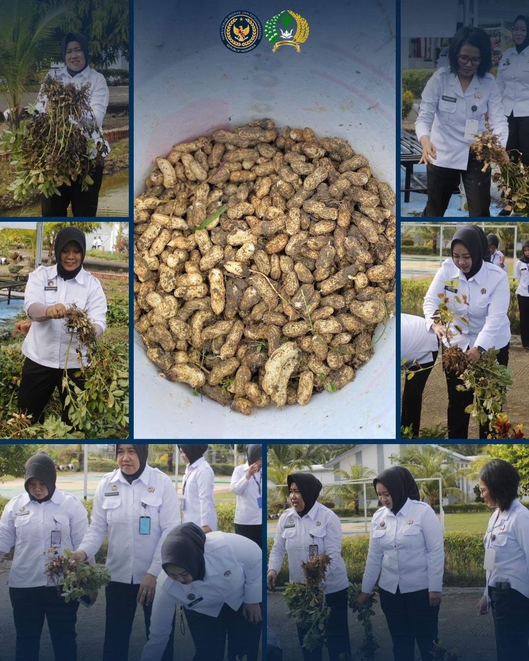 Dukung Program Ketahanan Pangan, Kalapas Pimpin Panen Kacang di Lapas Perempuan Mamuju