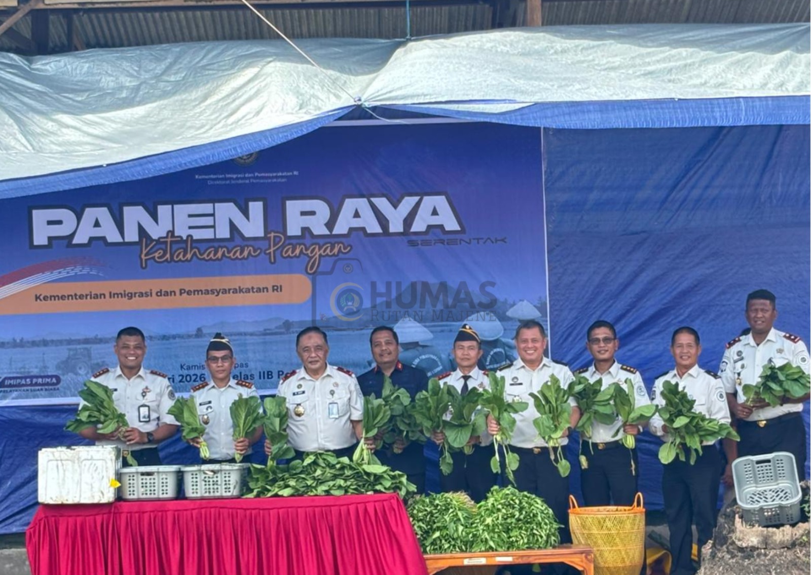 Dukung Program Ketahanan Pangan Nasional, Rutan Majene Laksanakan Panen Raya Serentak Pemasyarakatan