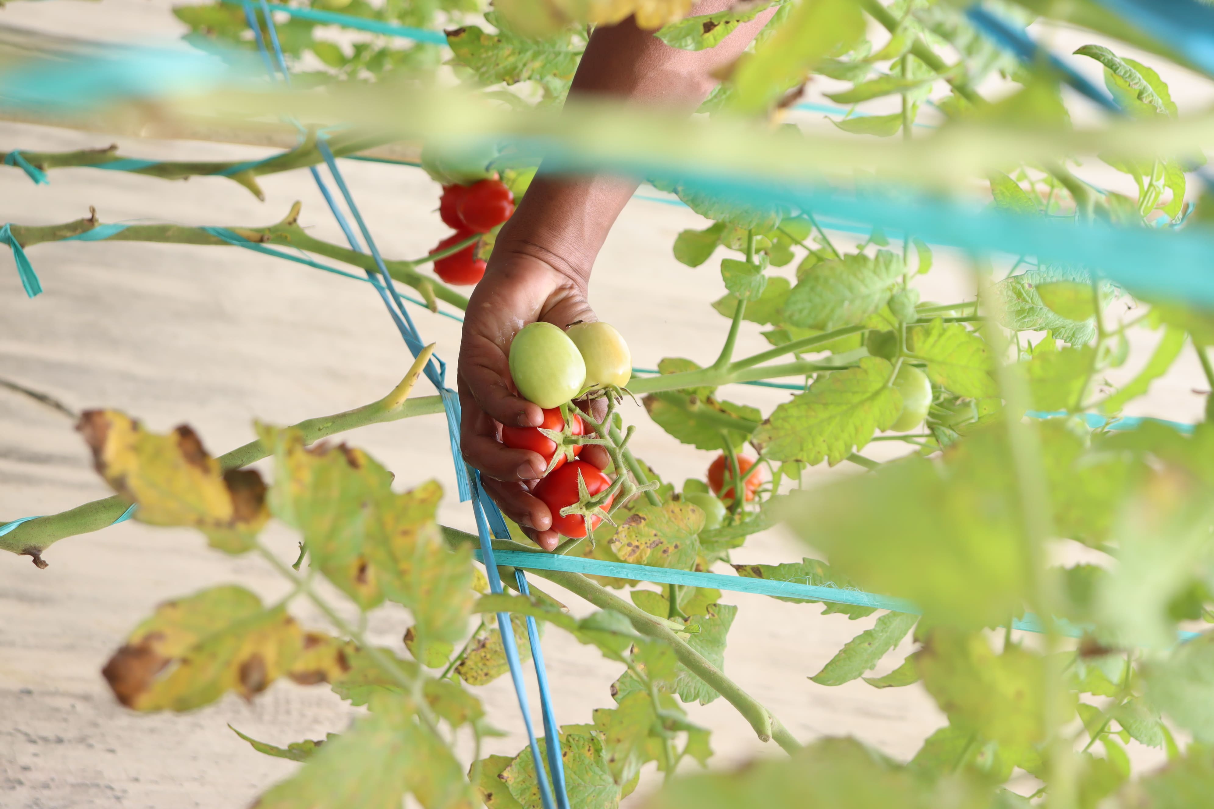 Produktif Walau Dibalik Jeruji, WBP Hasilkan Tomat Berkualitas Dari Kegiatan Berkebun