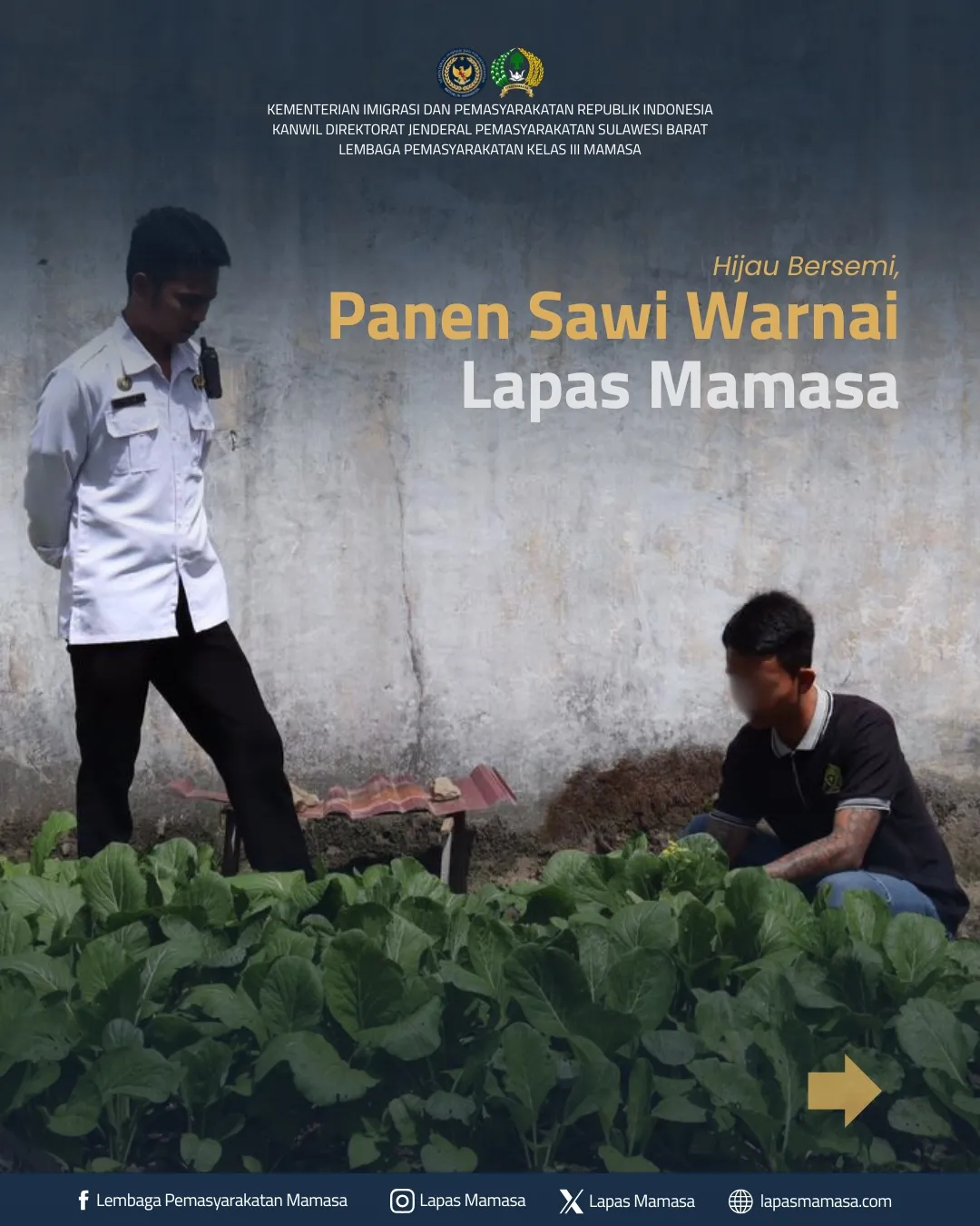Hijau Bersemi, Panen Sawi Warnai Lapas Mamasa