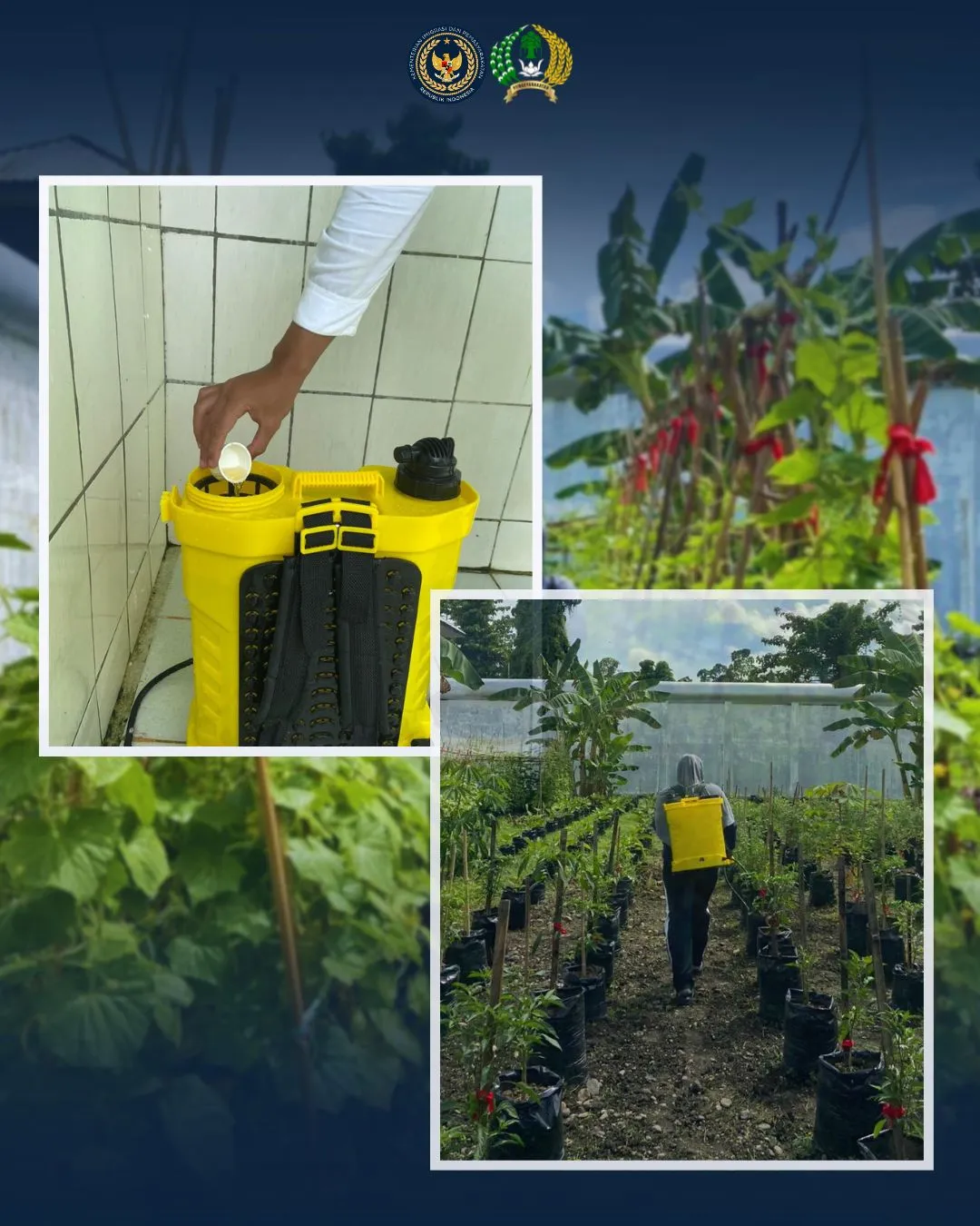 Jaga Kualitas Tanaman, Warga Binaan Lapas Perempuan Mamuju Rutin Semprot Hama di Kebun Hortikultura