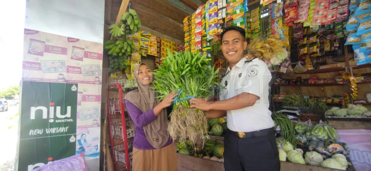 Kangkung Segar dari Kebun Pembinaan, Lpp Mamuju Penuhi Pesanan Pedagang Lokal