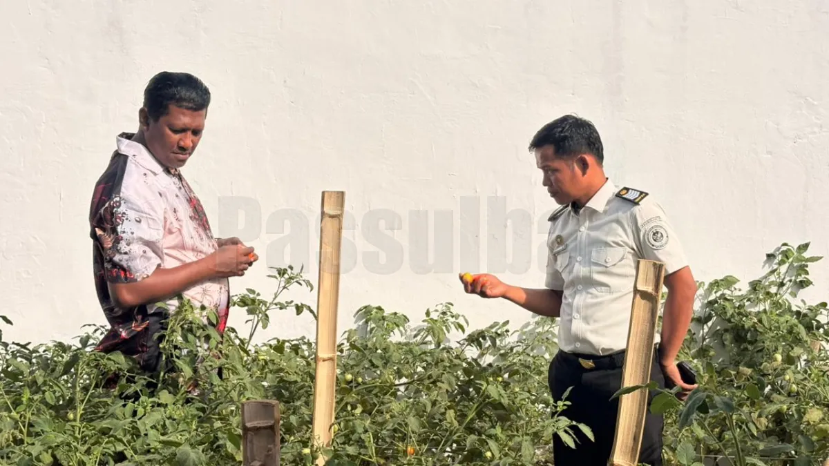 Karutan Majene Kontrol Lahan Perkebunan Branggang, Pastikan Kesiapan Panen Tomat