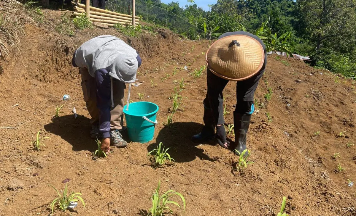 Kegiatan Penyuluh Pertanian Dampingi Pemupukan Jagung di Sarana Asimilasi & Edukasi Rtan Mmuju Utuk Pekuat Ketahanan Pangan