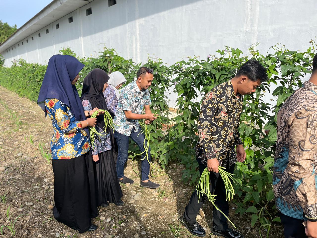 Konsisten Dukung Ketahanan Pangan, LPKA Mamuju Kembali Panen Kacang Panjang