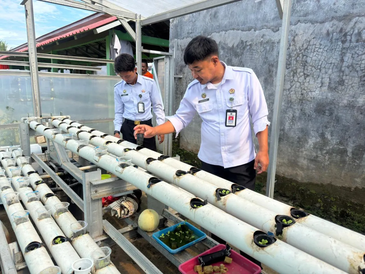 Kontrol Rutin Kegiatan Pertanian Selada Hidroponik