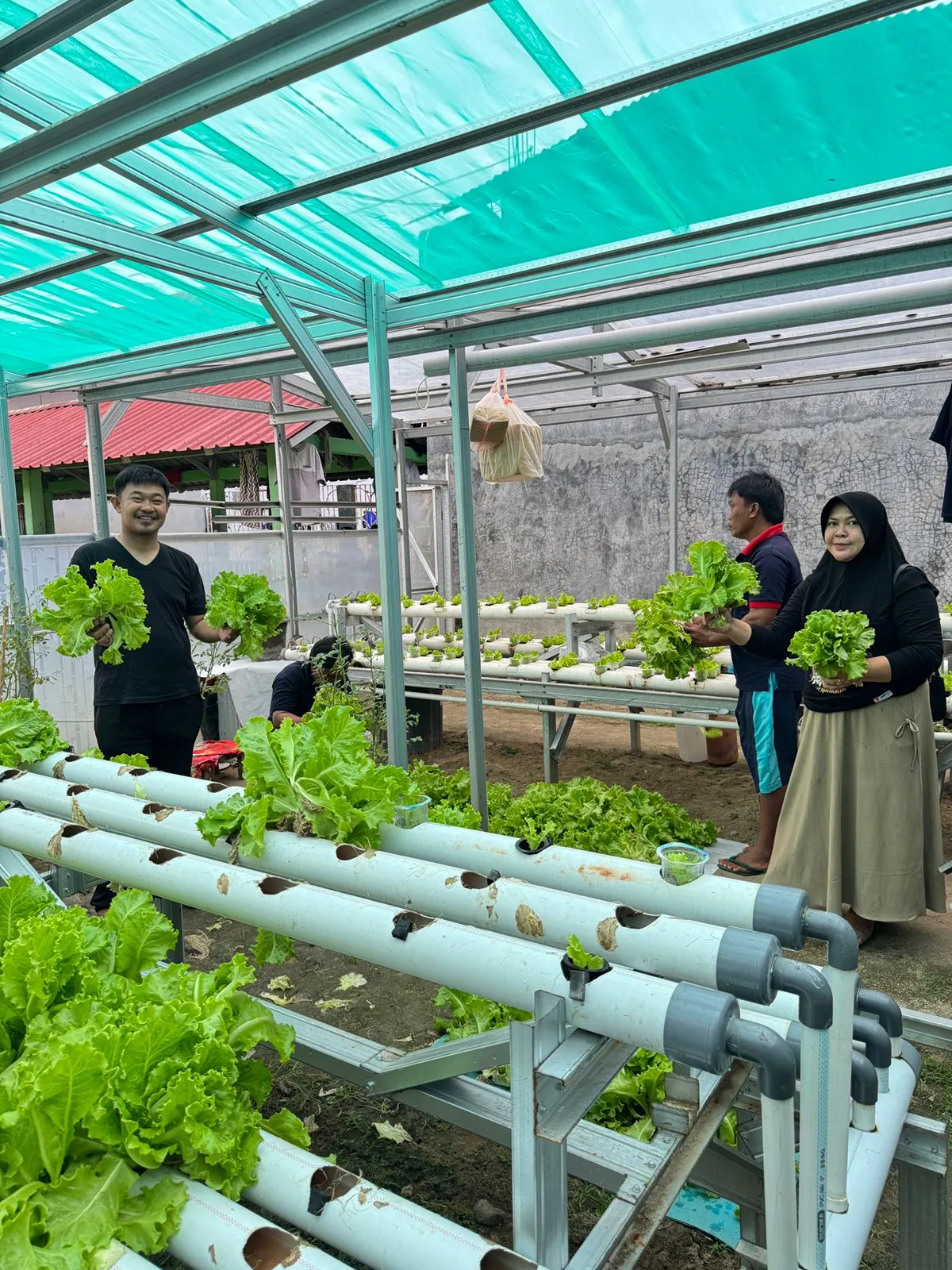 Lapas Kelas IIB Polewali Dukung Program MBG, Suplai 130 Ikat Selada untuk SPPG