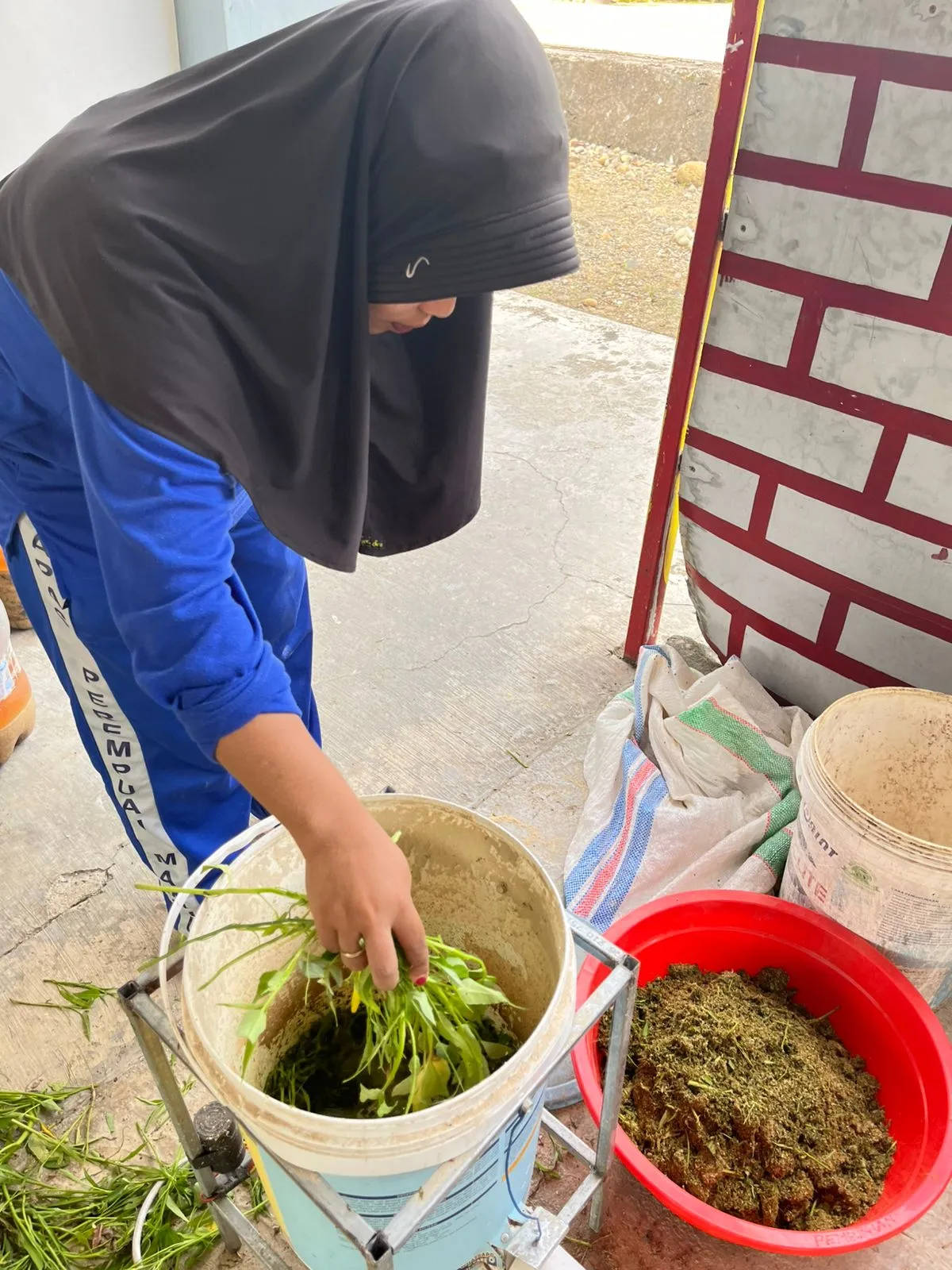 Manfaatkan Hasil Kebun, WBP Lapas Perempuan Mamuju Olah Kangkung Jadi Pakan Ayam