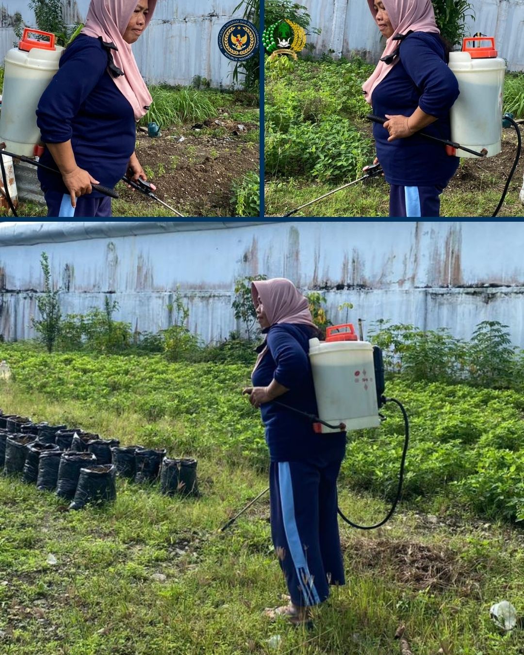 Perawatan Kebun yang Berkelanjutan, Lapas Perempuan Mamuju Melakukan Penaburan Pupuk dan Pengendalian Hama Tanaman