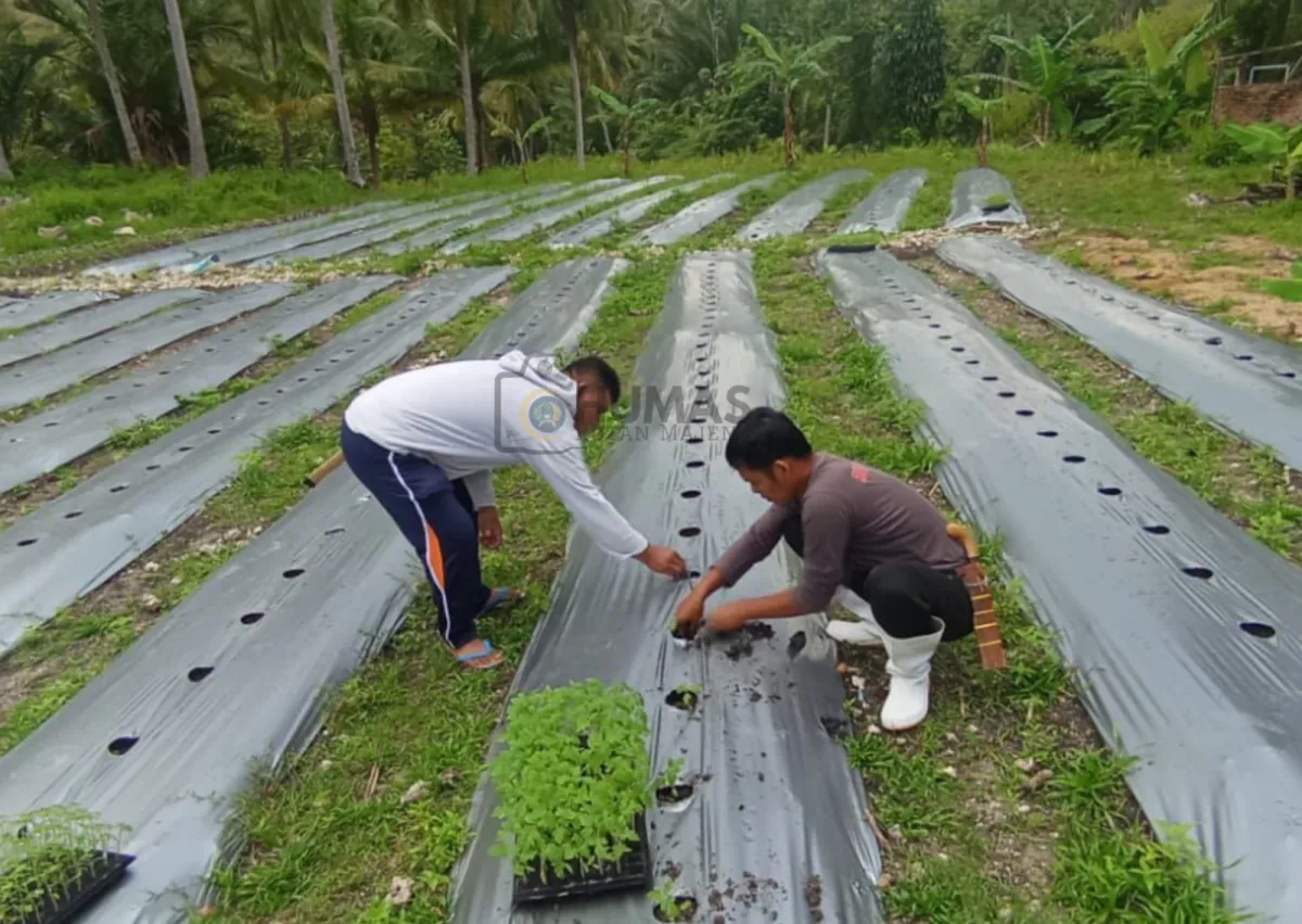 Optimalkan Lahan SAE Tarukkung, Rutan Majene Tanam 733 Bibit Tomat