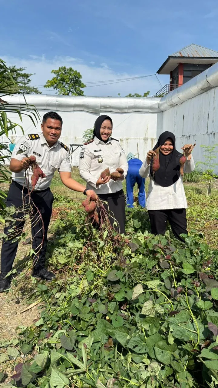 Panen 30 Kg Ubi Jalar, Lapas Perempuan Mamuju Perkuat Pembinaan Kemandirian Warga Binaan