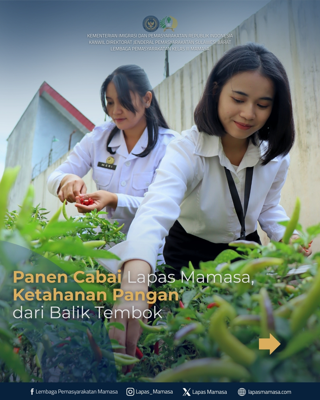 Panen Cabai Lapas Mamasa, Ketahanan Pangan dari Balik Tembok