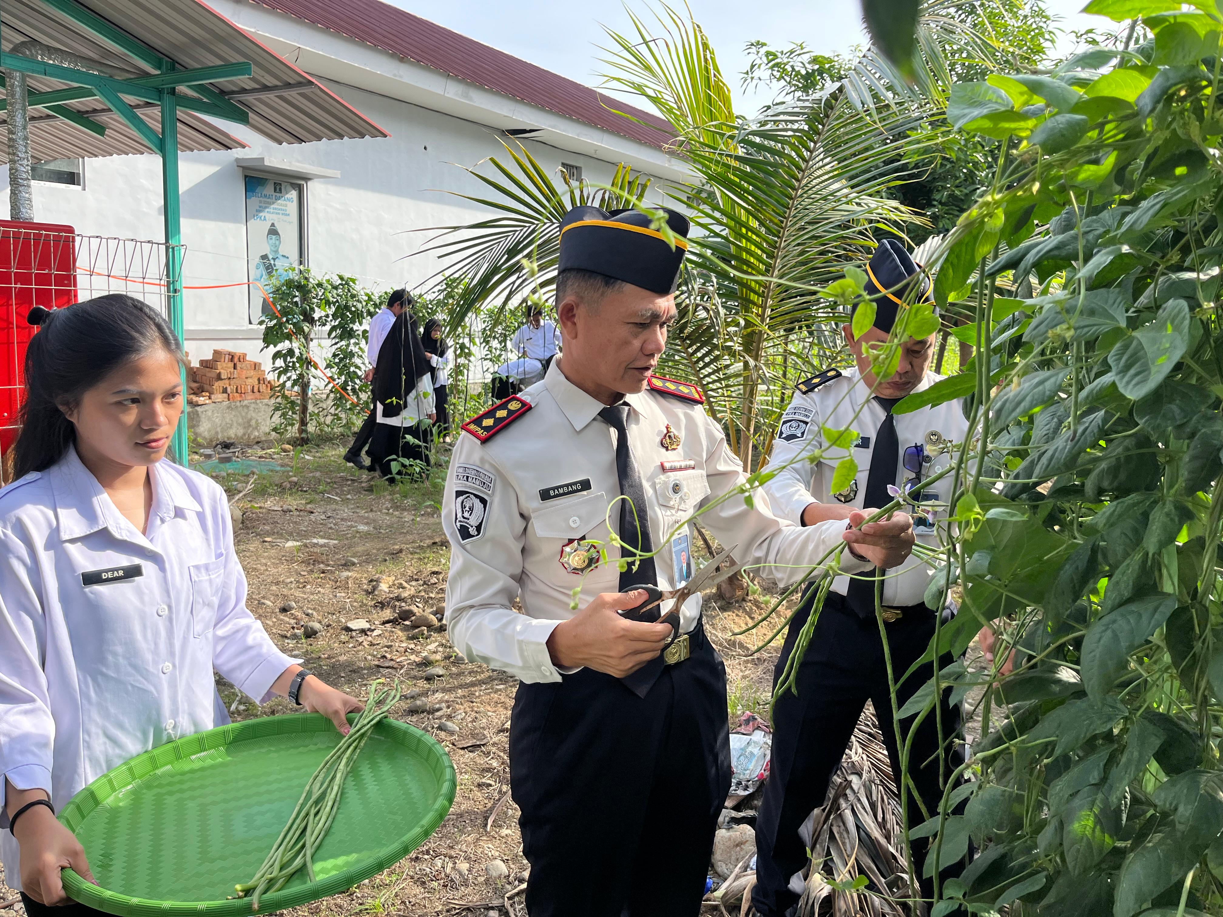 Panen Lagi! LPKA Mamuju Kembali Panen Kacang Panjang di Pekarangan Kantor, Dukung Program Ketahanan Pangan