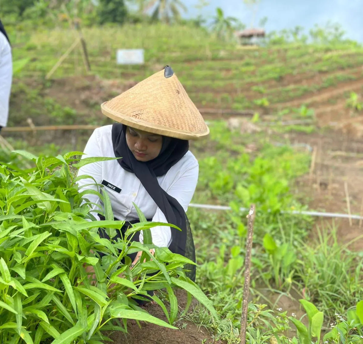 Panen Sayuran Holtikultura, Wujud Implementasi Ketahanan Pangan Berkelanjutan Di Rutan Mamuju