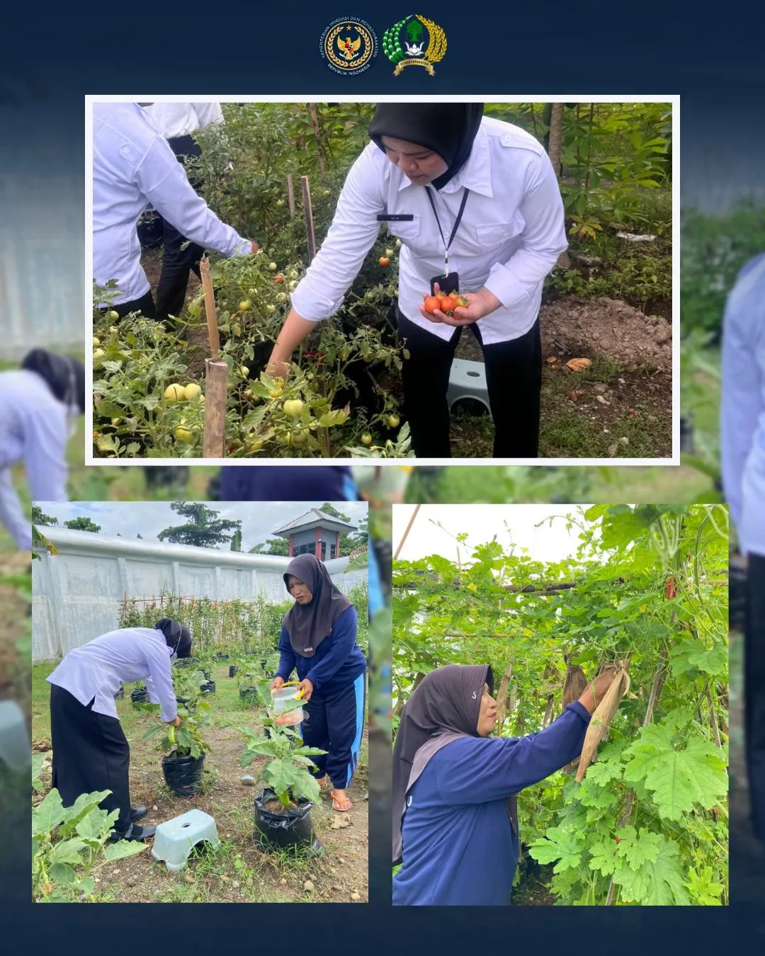 Panen Tomat Dukung Program Ketahanan Pangan di Lapas Perempuan Kelas III Mamuju
