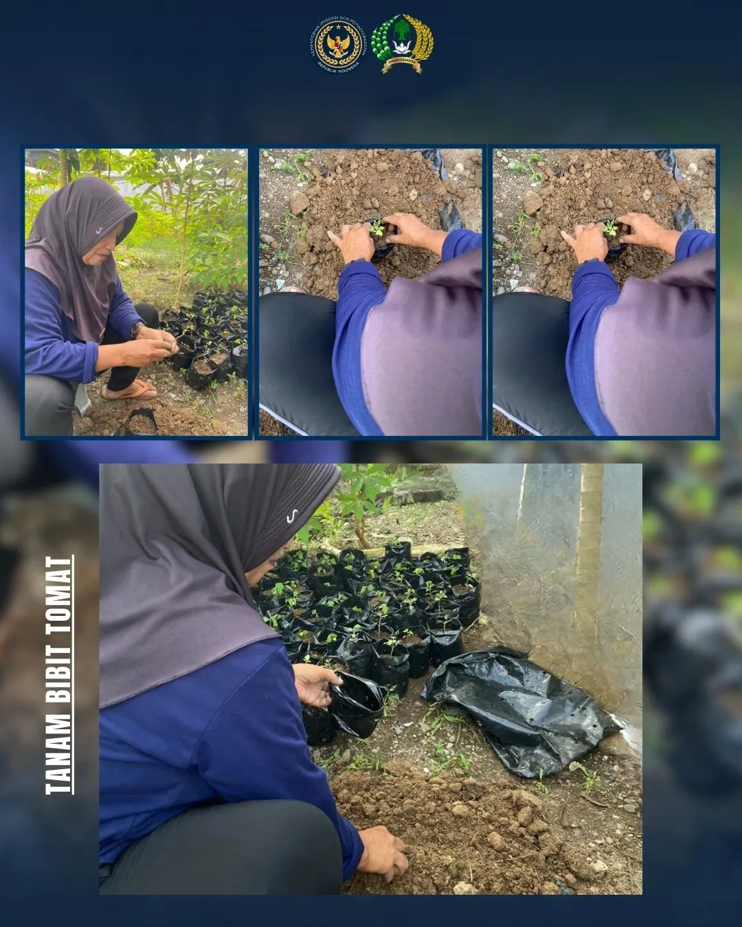 Penanaman Bibit Pepaya dan Tomat, Wujud Pembinaan Kemandirian Warga Binaan di Lapas Perempuan Mamuju