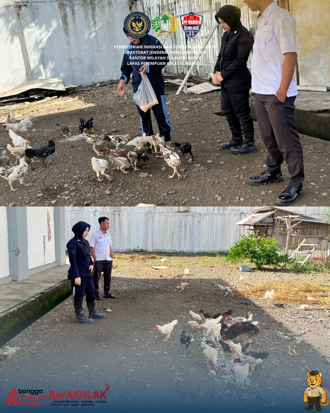 Penguatan Ketahanan Pangan: LPP Mamuju Sukses Kembangkan 100 Ekor Ayam