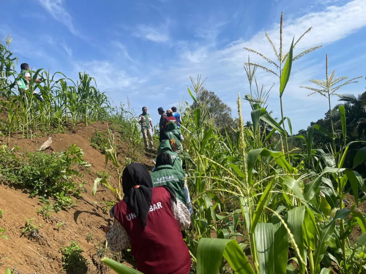 Penyuluh BBRMP dan Mahasiswa KKN Unsulbar Dampingi Pertumbuhan Jagung di SAE Rutan Mamuju