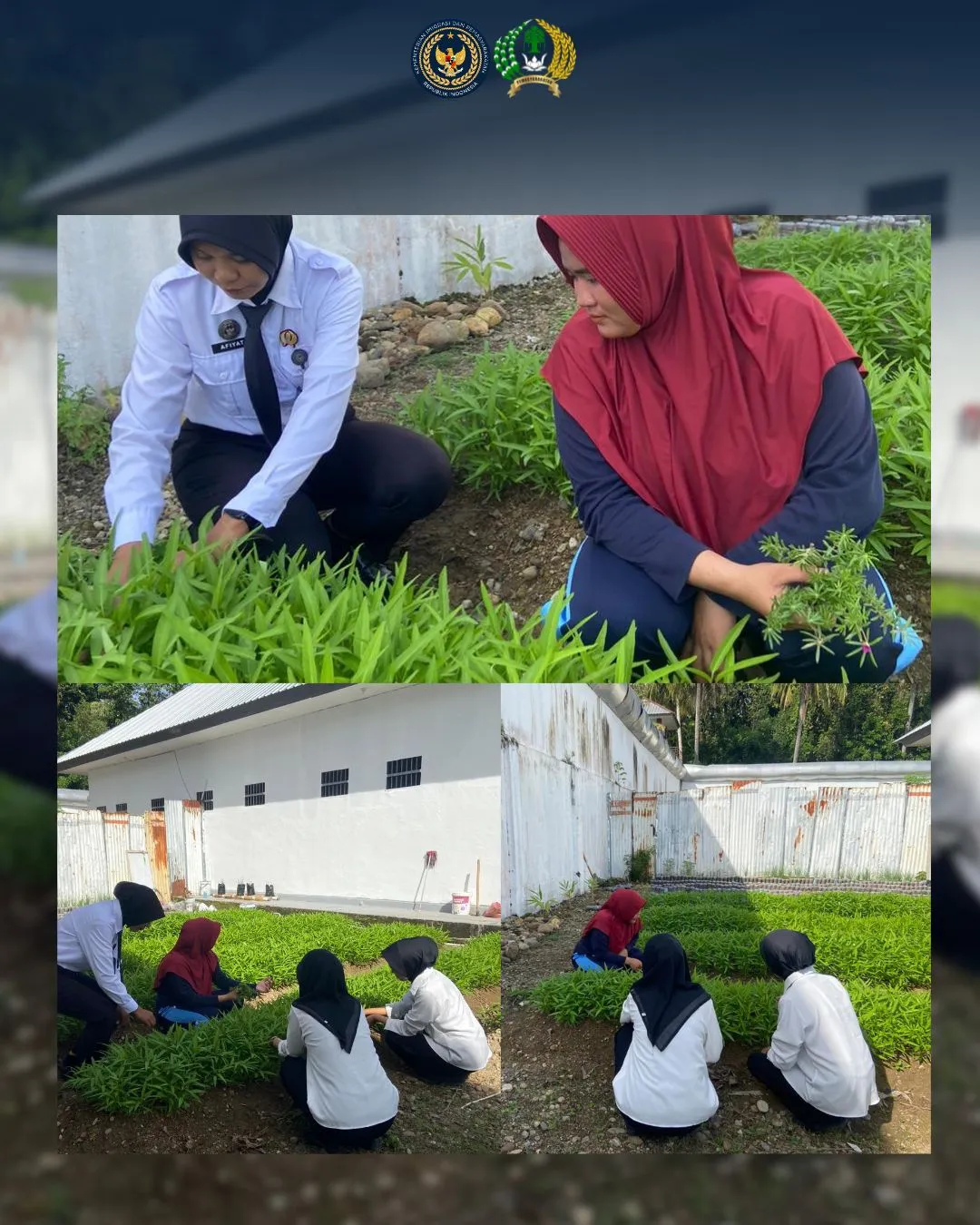 Perawatan Tanaman Kangkung, Upaya Lapas Perempuan Mamuju Tingkatkan Hasil Kebun