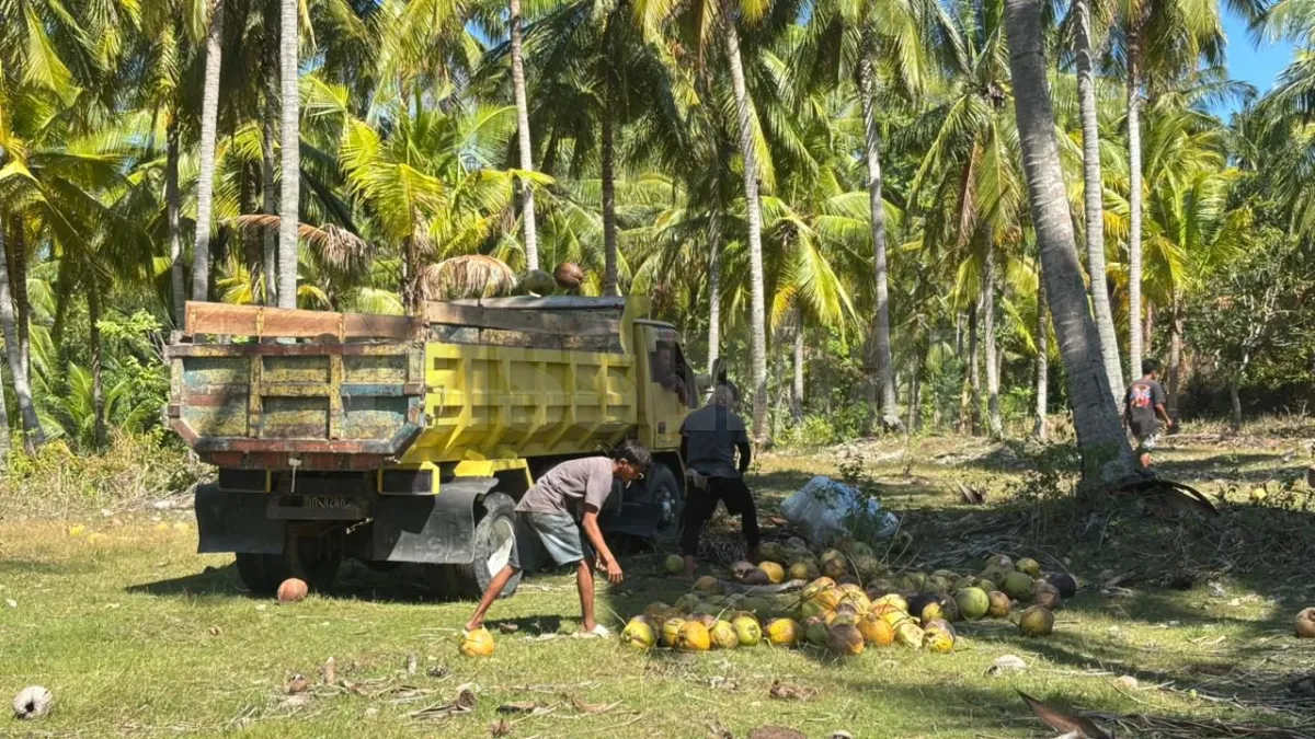 Rutan Kelas IIB Majene Panen 2.130 Butir Kelapa di Lahan SAE, Wujud Nyata Dukung Ketahanan Pangan