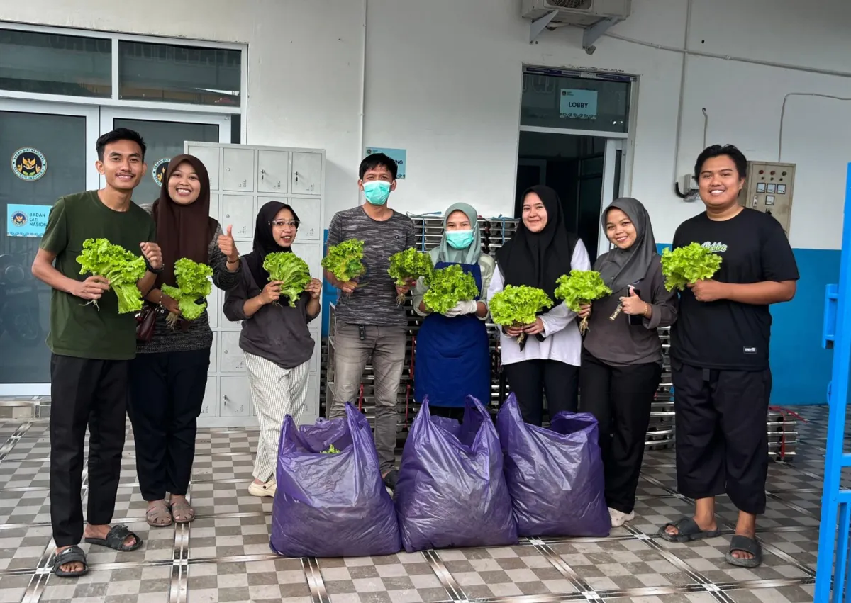 Rutan Kelas IIB Majene Panen 24,5 Kg Selada, Suplai ke Dapur MBG