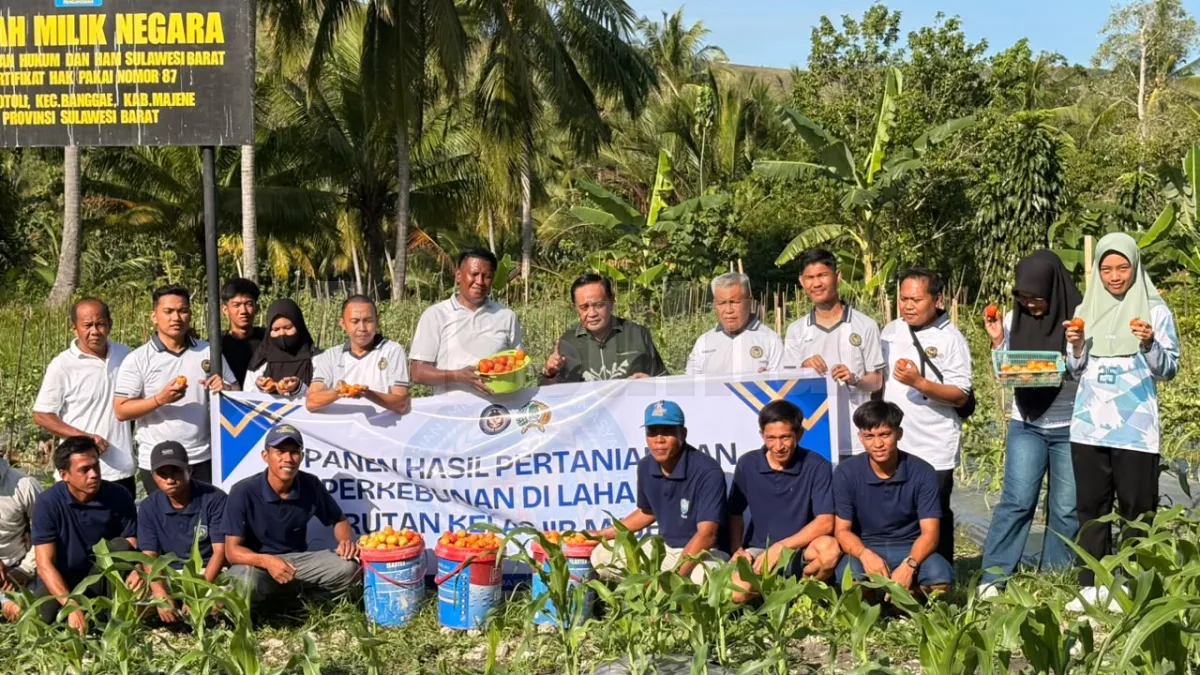 Rutan Majene Bersama Kakanwil Ditjenpas Sulbar Panen 60 Kg Tomat dan Semangka di Lahan SAE