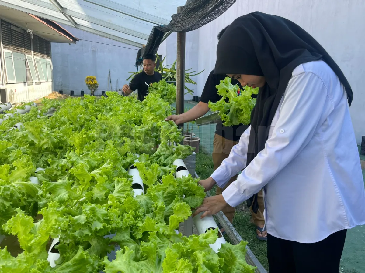 Selada Hasil Budidaya Warga Binaan Rutan Mamuju Suplai Dapur MBG