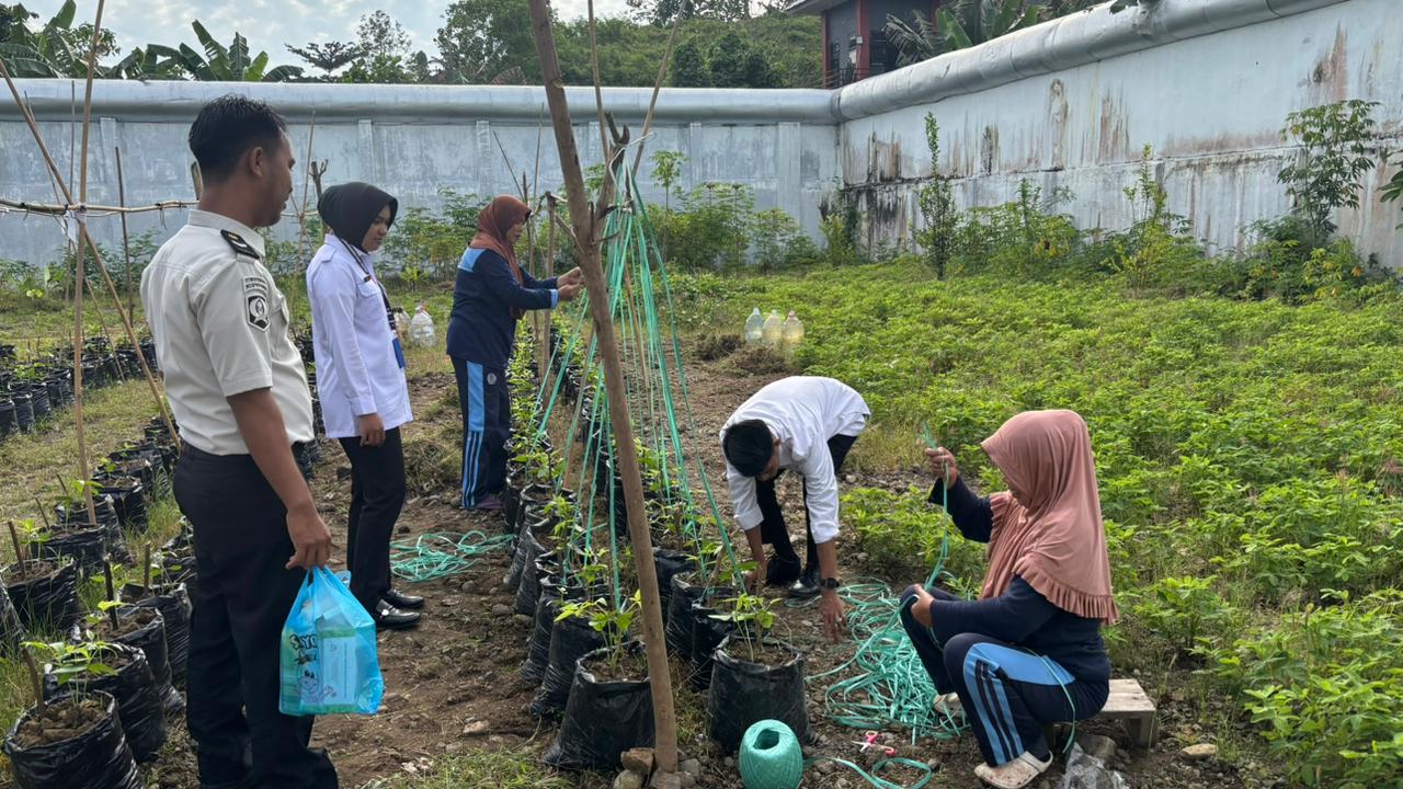 WBP Lapas Perempuan Mamuju Laksanakan Kontrol Kebun dan Pemasangan Lanjaran