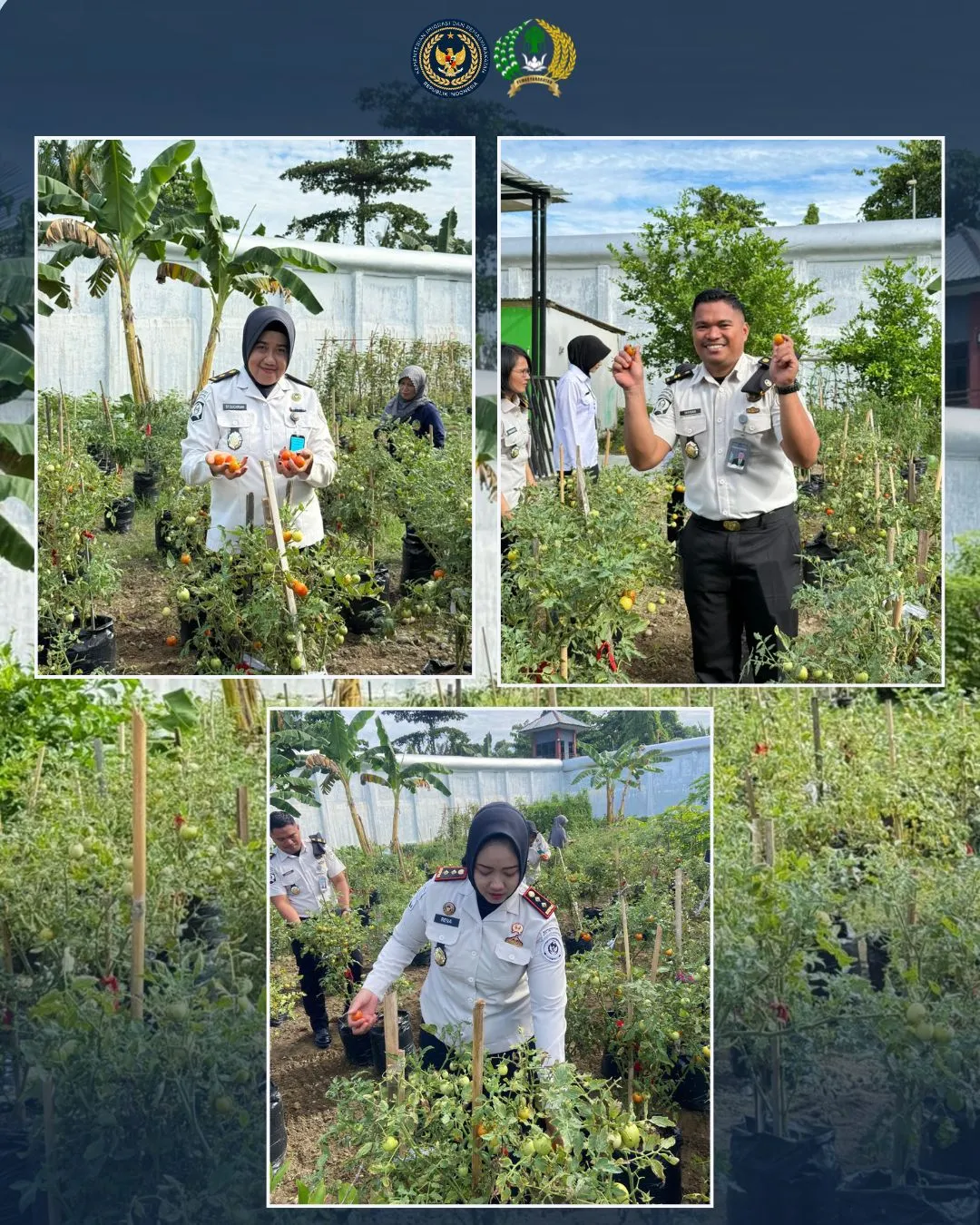 Wujud Nyata Dukung Ketahanan Pangan, Kalapas beserta jajaran Lapas Perempuan Mamuju Panen Tomat