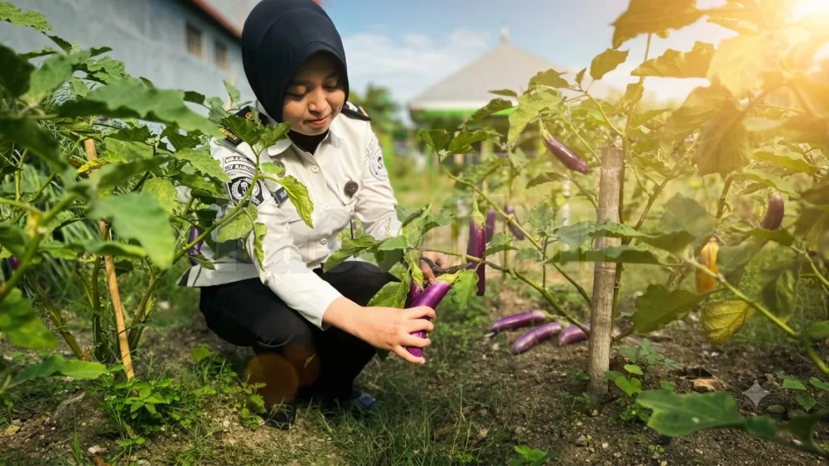 Wujudkan Ketahanan Pangan, LPP Mamuju Optimalkan Kebun Produktif Melalui Panen Terong