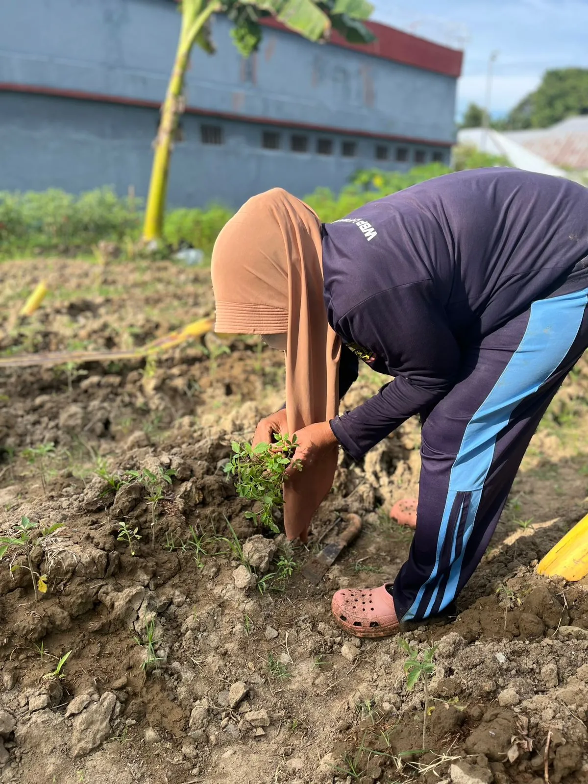 Wujudkan Pembinaan Kemandirian, WBP Lapas Perempuan Mamuju Pindahkan Bibit Tomat ke Bedeng Tanam