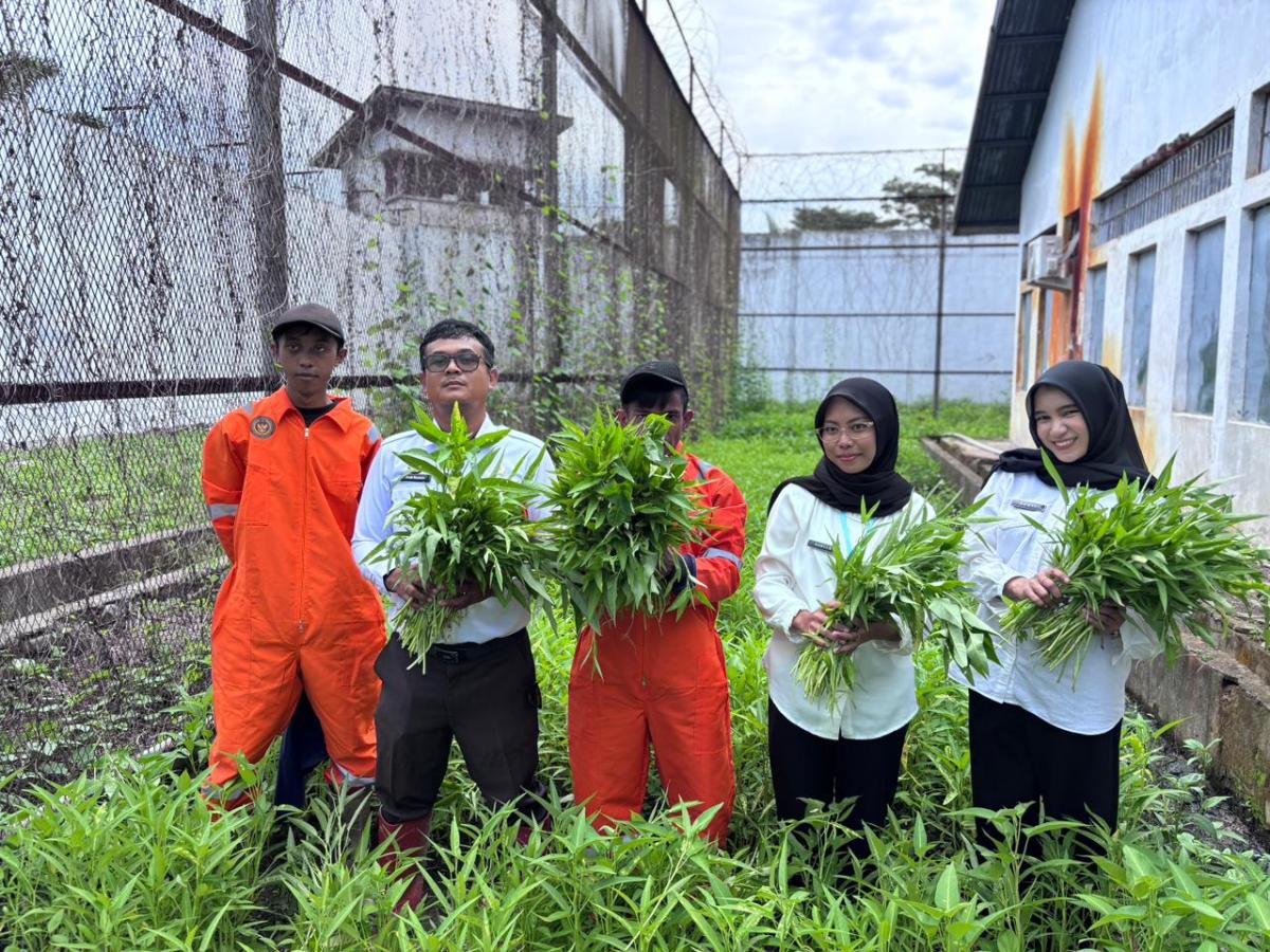 Penanaman dan Panen Kangkung