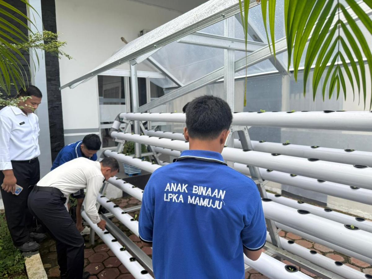 Awali 2026 dengan Aksi Nyata, LPKA Mamuju Bersama Anak Binaan dan Peserta Magang Tanam Selada Hidroponik Dukung Ketahanan Pangan Nasional