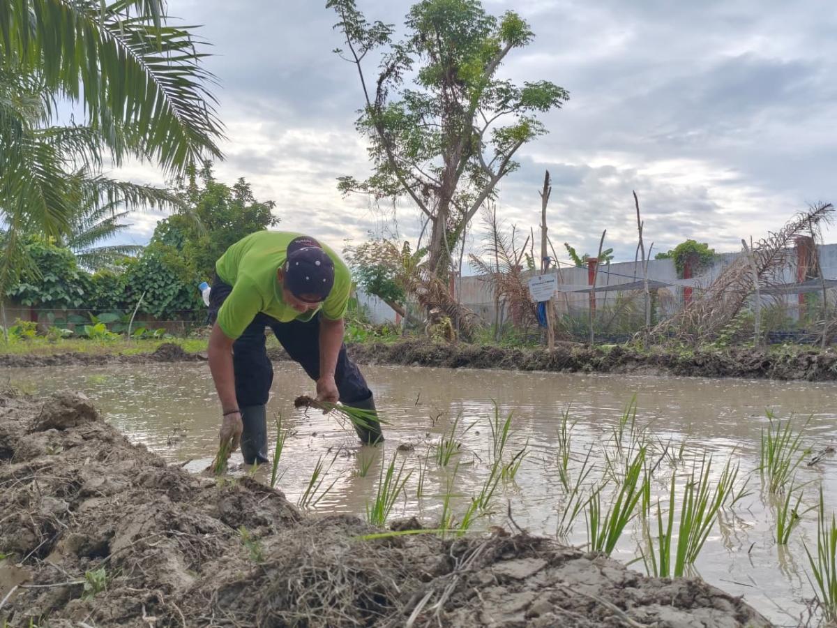 Penanaman Bibit Padi, Program Ketahanan Pangan