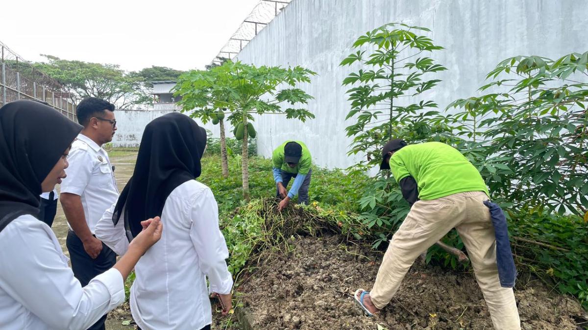 Panen Singkong hasil Ketahanan Pangan