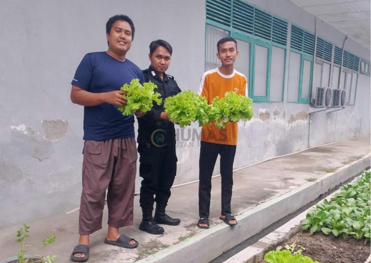 Penuhi Permintaan SPPG, Rutan Majene Suplai Sebanyak 5 Kilogram Selada