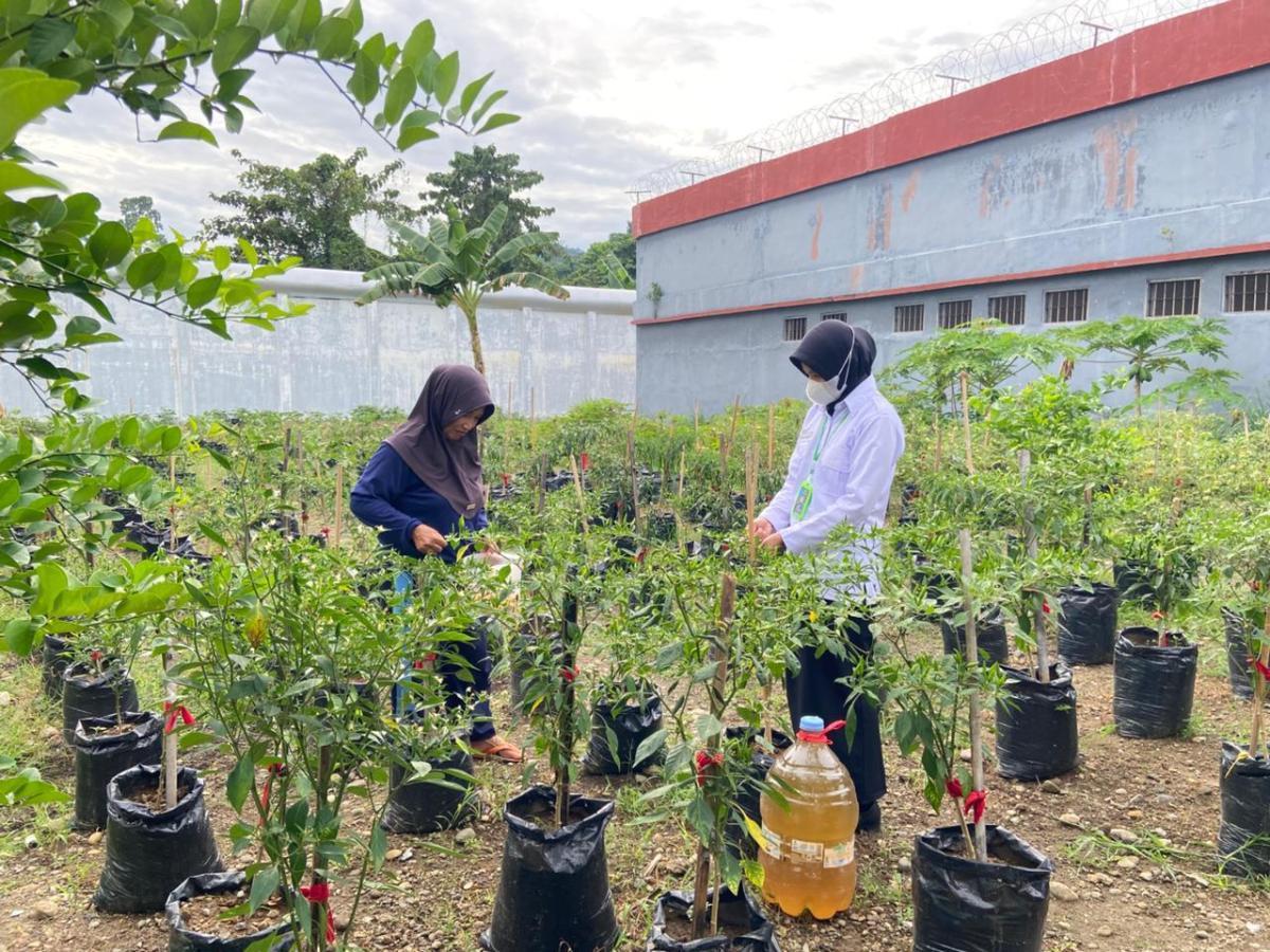Panen Tomat Dukung Program Ketahanan Pangan di Lapas Perempuan Kelas III Mamuju