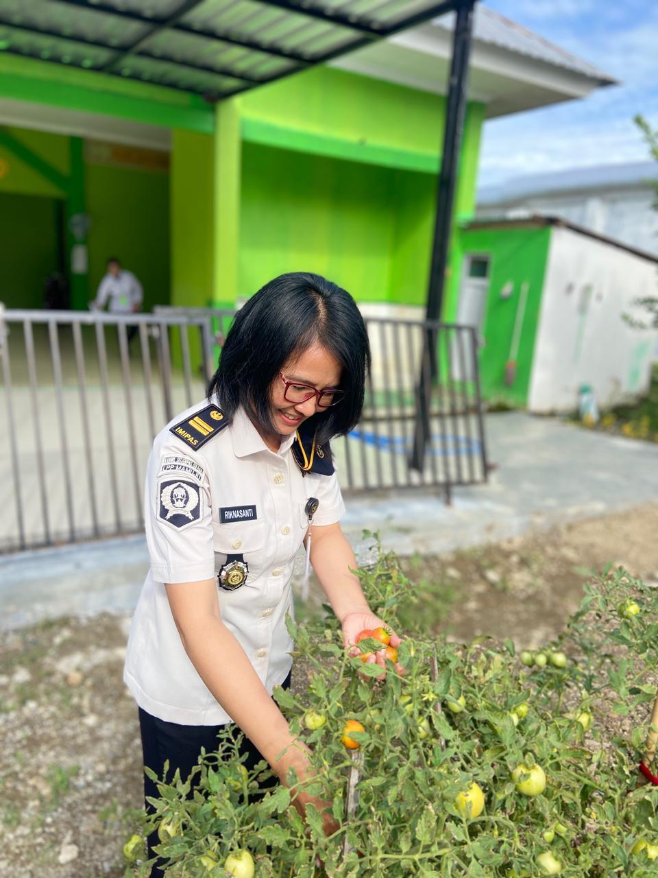Wujud Nyata Dukung Ketahanan Pangan, Kalapas beserta jajaran Lapas Perempuan Mamuju Panen Tomat